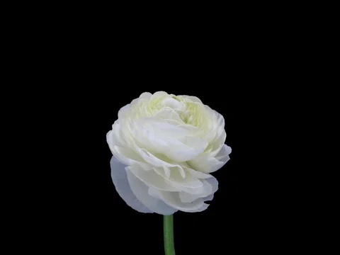 Time-lapse of opening white ranunculus flower, 4K with ALPHA channel Vidéo 74383990