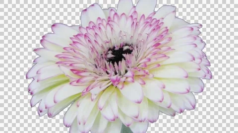 Time-lapse of opening white-red gerbera flower with ALPHA Stock Footage 48012694