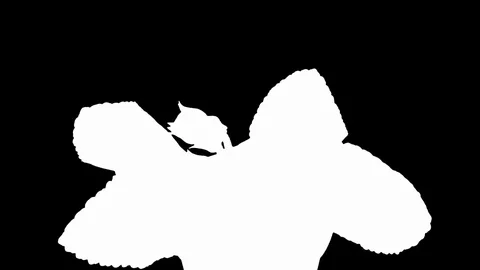 Time-lapse of opening white-red gloxinia flower in RGB + ALPHA matte format Stock Footage 76348728