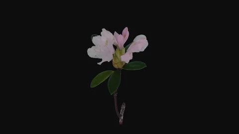 Time-lapse of opening white rhododendron branch with ALPHA channel Stock Footage 103454579