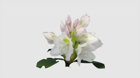 Time lapse of opening white rhododendron with ALPHA channel Stock Footage 310826583