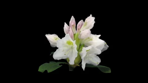 Time lapse of opening white rhododendron Vídeo Stock 339697440