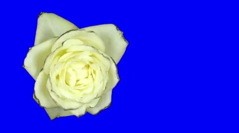 Time-lapse of opening white rose in RGB + ALPHA matte format Stock Footage 49835102