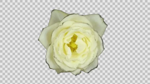 Time-lapse of opening white rose with ALPHA channel Stock Footage