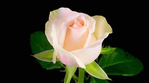 Time Lapse of Opening White Rose Flower Stock Footage 115086044