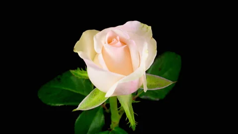 Time Lapse of Opening White Rose Flower Stock Footage 115717859