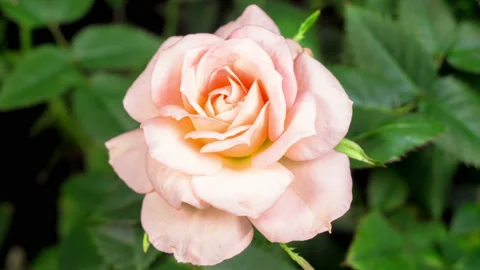 Time Lapse of Opening White Rose Flower Stockbeeldmateriaal 121715004