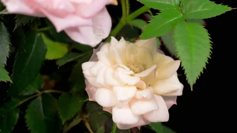 Time Lapse of Opening White Rose Flower 库存影片 121716349