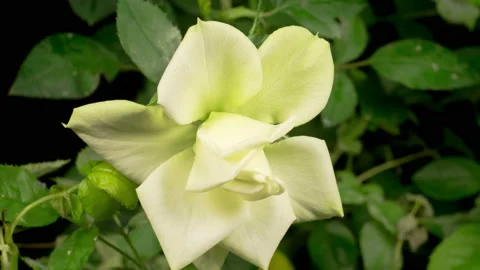 Time Lapse of Opening White Rose Flower Stockbeeldmateriaal 121716873