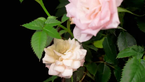 Time Lapse of Opening White Rose Flower Видео 121967805