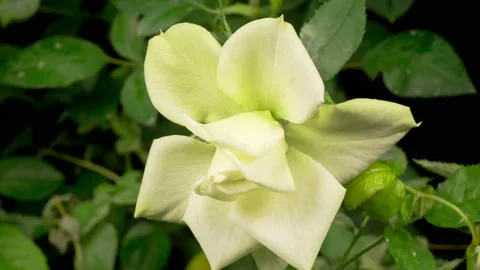 Time Lapse of Opening White Rose Flower 스톡 동영상 121968078