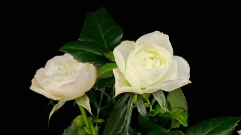Time Lapse of Opening White Rose Flower 스톡 동영상 126235607