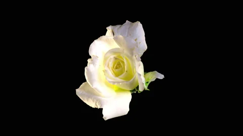 Time-lapse of opening white rose with ALPHA channel isolated on black background Stock Footage 161277189