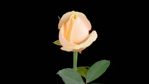 Time Lapse of Opening White Rose Stock Footage 252276309