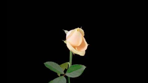 Time Lapse of Opening White Rose Stock-Footage 253403194