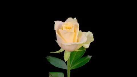 Time Lapse of Opening White Rose Stock Footage 259208811