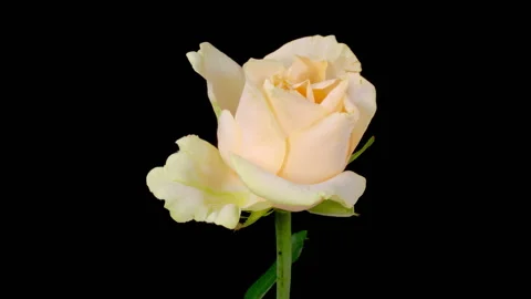 Time Lapse of Opening White Rose Stock Footage 261720758