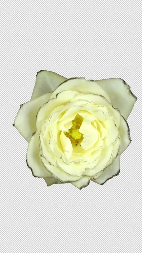 Time lapse of opening white rose with ALPHA channel, top view, vertical Stock Footage 310932845
