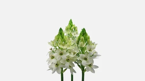 Time-lapse of opening white Snowflake flower, 4K with ALPHA channel Stock Footage 107856581