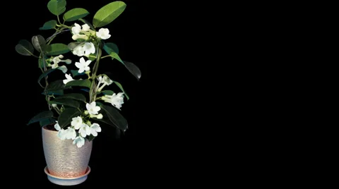 Time-lapse opening white stephanotis flower buds ALPHA matte Stock Footage 32998908