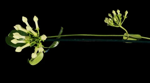 Time-lapse opening white stephanotis flower buds ALPHA matte Stock Footage 39194795