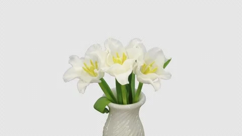 Time lapse of opening white tulip in a vase with ALPHA channel Stock Footage 294927341