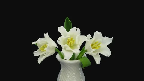 Time-lapse of opening white tulips in RGB + ALPHA matte format Stock Footage 107780806