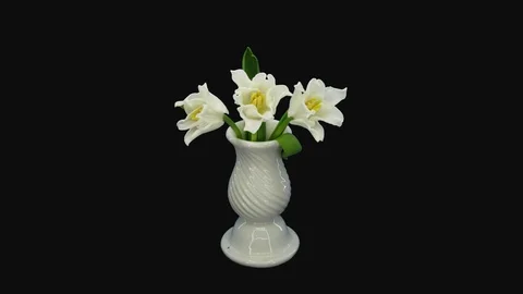 Time-lapse of opening white tulips with ALPHA channel Stock Footage 126957459