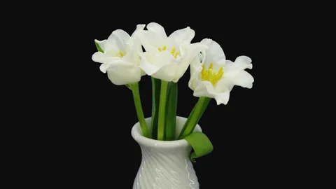 Time-lapse of opening white tulips with ALPHA channel Stock Footage 136078833
