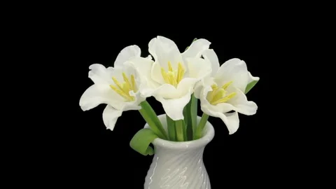 Time lapse of opening white tulips in a vase Stock Footage 295923186