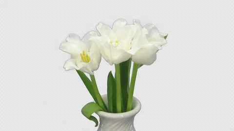 Time lapse of opening white tulips with ALPHA channel Stock Footage 305628860