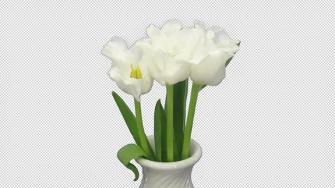 Time lapse of opening white tulips with ALPHA channel Stock-Footage 311689474