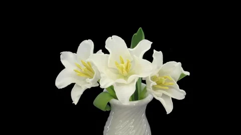Time lapse of opening white tulips in a vase Stock Footage 320673068