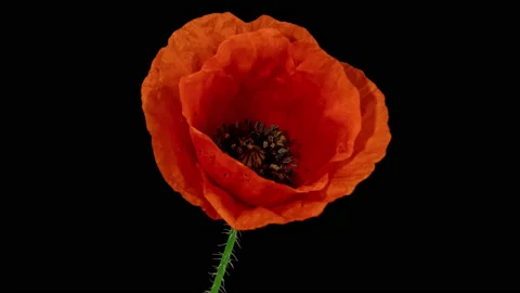 Time lapse of opening wild poppy flower on pure black background Stock Footage 130664993