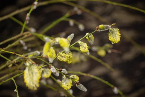 Time lapse of opening willow tree flowers in spring Stock Footage 236574273