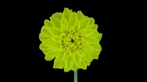Time-lapse of opening yellow dahlia with ALPHA channel Stock Footage