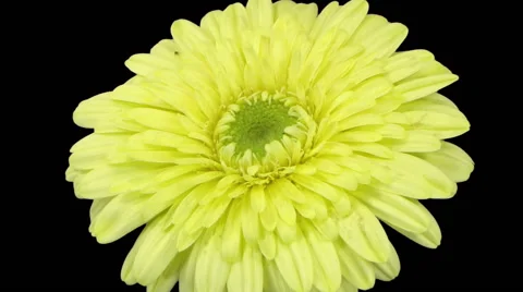 Time-lapse of opening yellow gerbera flower, RGB + ALPHA matte (720p) Stock Footage 54662060