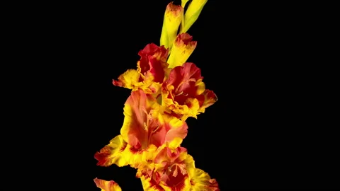 Time lapse of Opening Yellow Gladiolus Flower Stock Footage 113573196