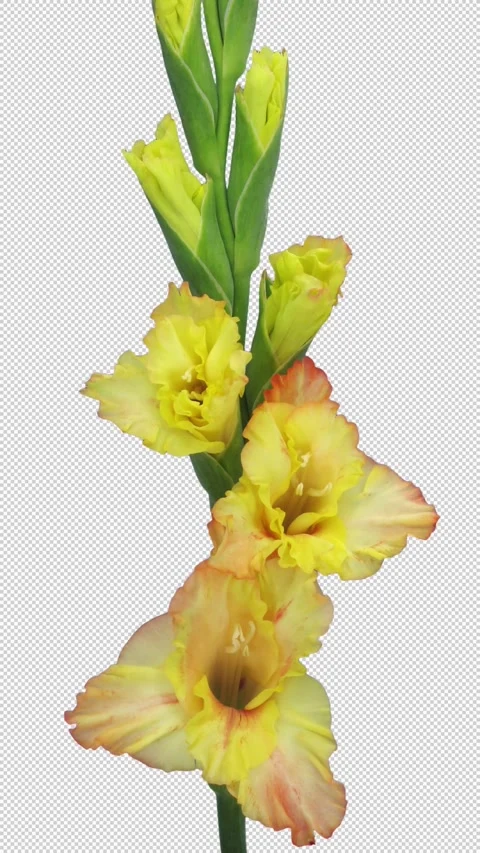 Time lapse of opening yellow gladiolus flower, vertical orientation Stock Footage 295356983