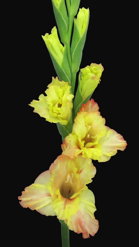 Time lapse of opening yellow gladiolus flower, vertical orientation Stock-Footage 333513191