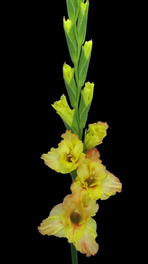 Time lapse of opening yellow gladiolus flower, vertical orientation Vídeo Stock 338305316