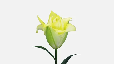 Time-lapse of opening yellow lily flower with ALPHA channel Video stock 101010096