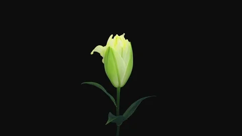 Time-lapse of opening yellow lily flower in RGB + ALPHA matte format Stock Footage 102369099