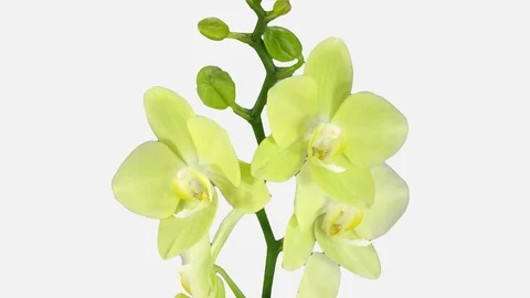 Time-lapse of opening yellow orchid 3b1w with ALPHA channel Stock Footage 86803344
