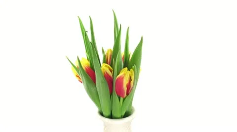 Time-lapse of opening yellow-red tulips 1 Stock Footage 11354800