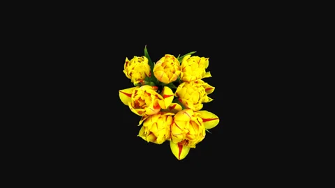 Time-lapse of opening yellow-red tulips, 4K with ALPHA channel, top view Stock Footage 136177669