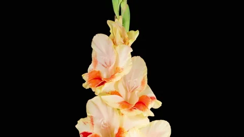 Time lapse of Opening Yellow - Red Gladiolus Flower Stock Footage 198377458