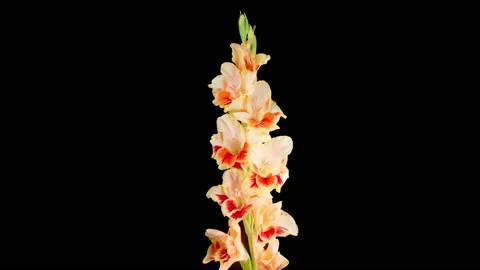 Time lapse of Opening Yellow - Red Gladiolus Flower 库存影片 200923126