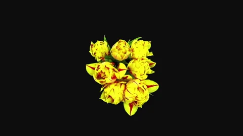 Time lapse of opening yellow-red tulips, top view Stock Footage 285917305