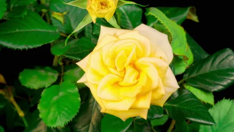 Time Lapse of Opening Yellow Rose Flower Stock Footage 123077144